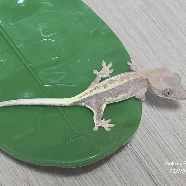 하이포 프라푸치노