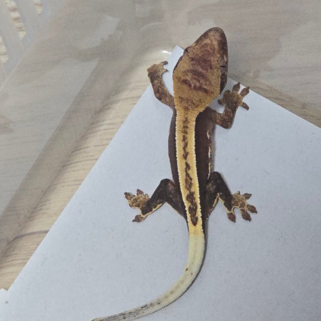 100%헷아잔틱 노멀 풀핀