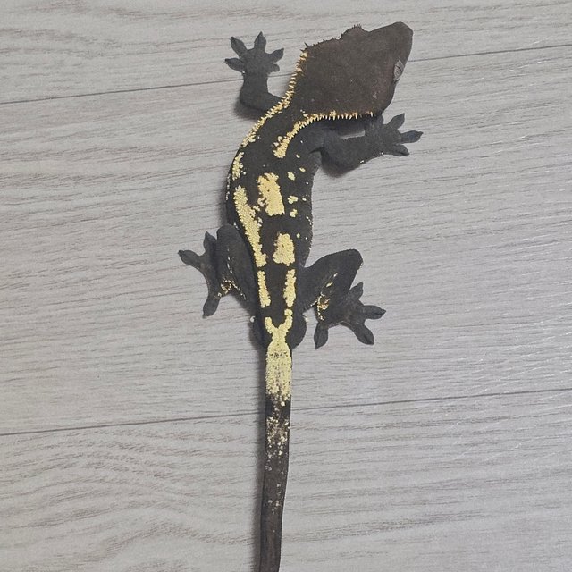 세이블 100%헷아잔틱 다크