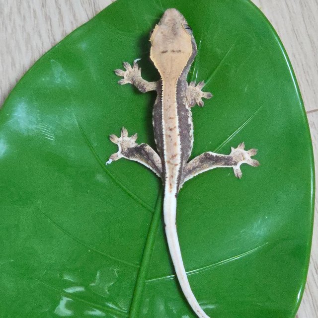 릴리100%헷아잔틱