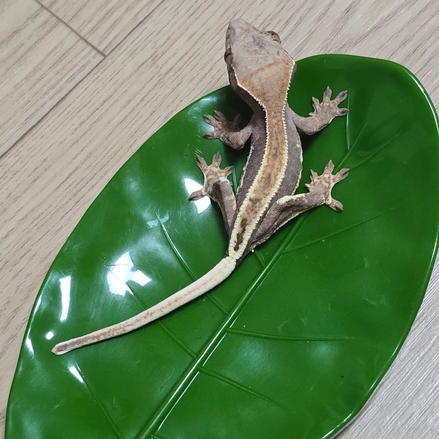 릴리100%헷아잔틱 팬텀