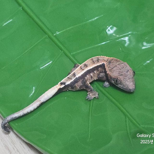 세이블 풀핀 화이트포트홀