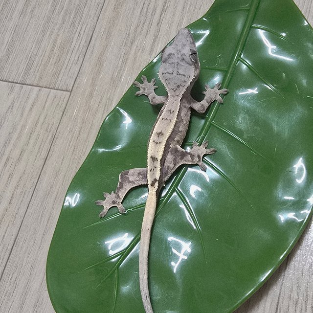 세이블 풀핀 화이트포트홀