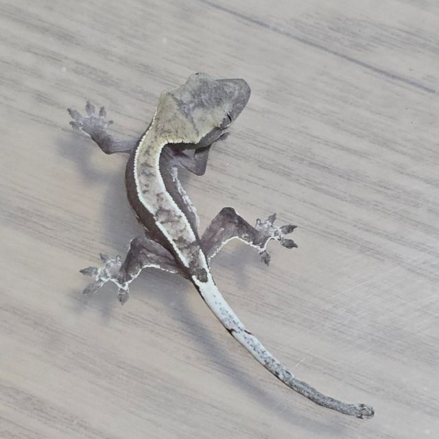 아잔틱