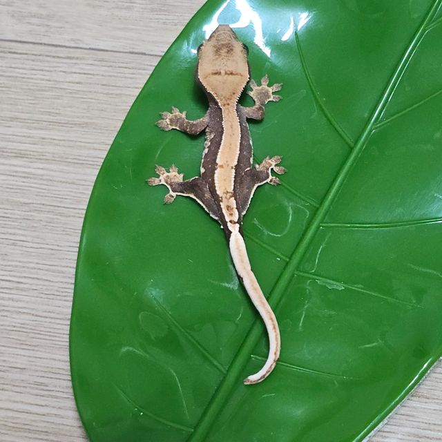 릴리100%헷아잔틱 팬텀