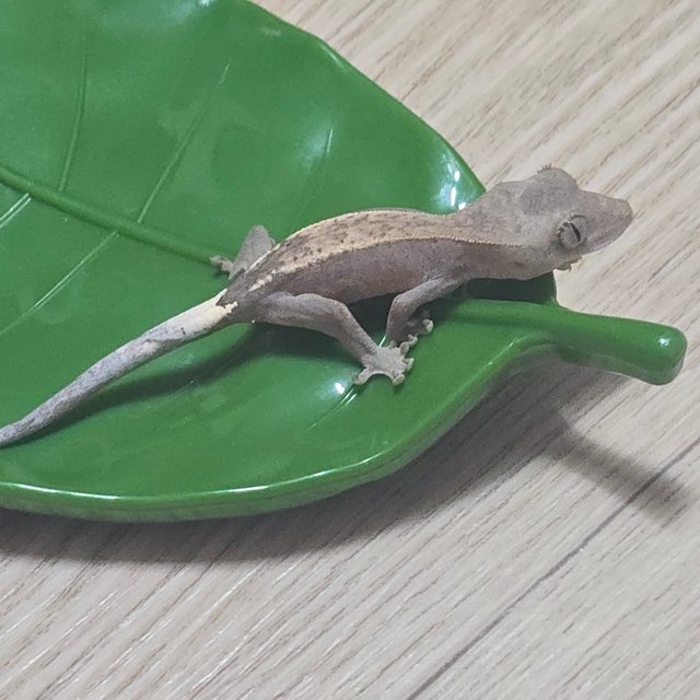 하이포 카푸치노