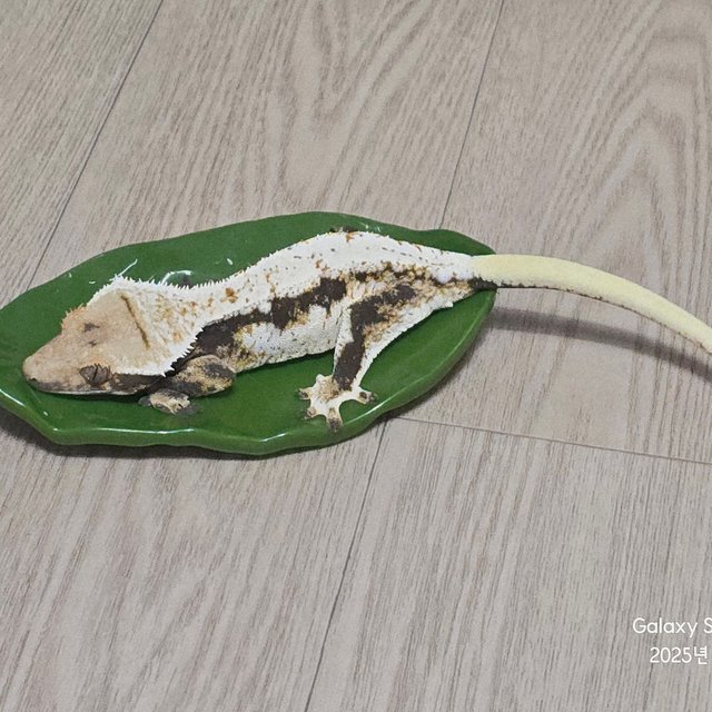 릴리100%헷아잔틱 RCK