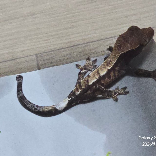 세이블 카푸치노