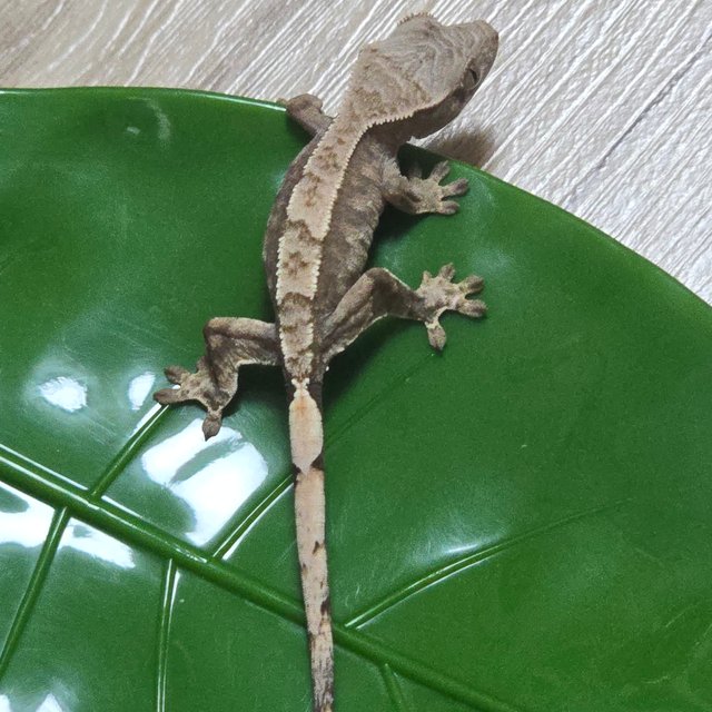 세이블