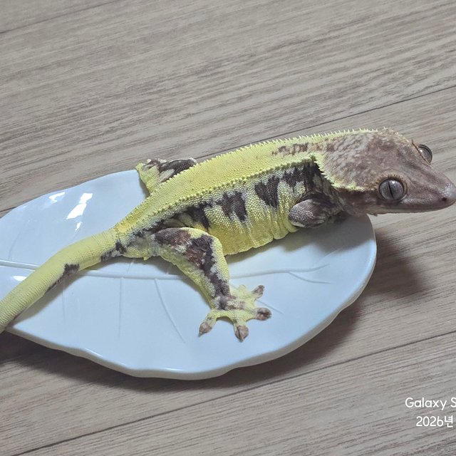 프라푸치노 솔리드백