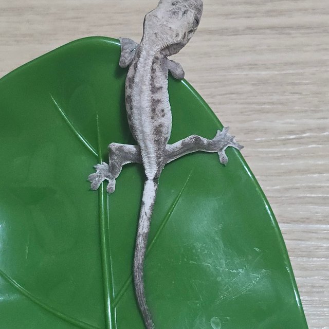 루왁 릴리