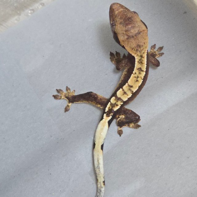 100%헷아잔틱 노멀