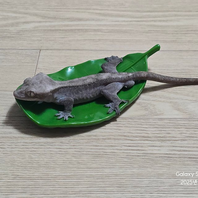 슈퍼 세이블