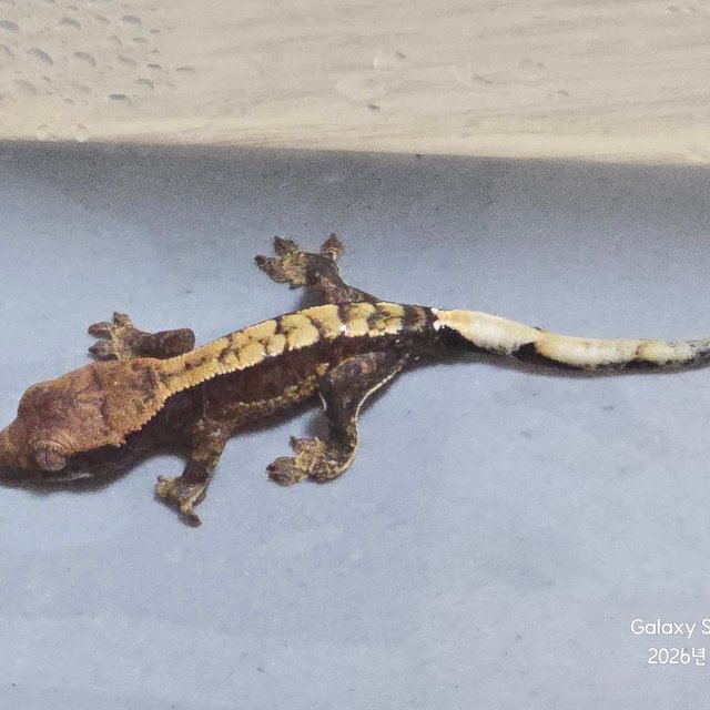 100%헷아잔틱 노멀