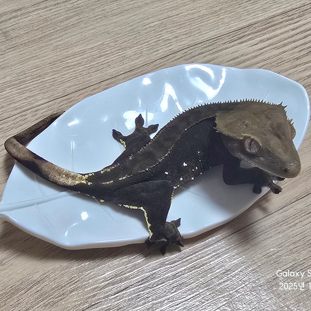 챠콜 화이트포트홀