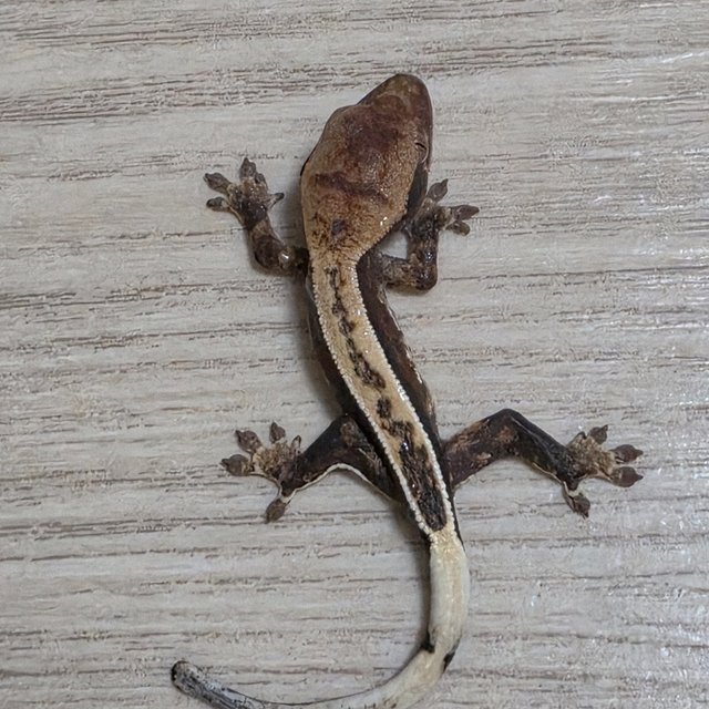 100%헷아잔틱 노멀 풀핀