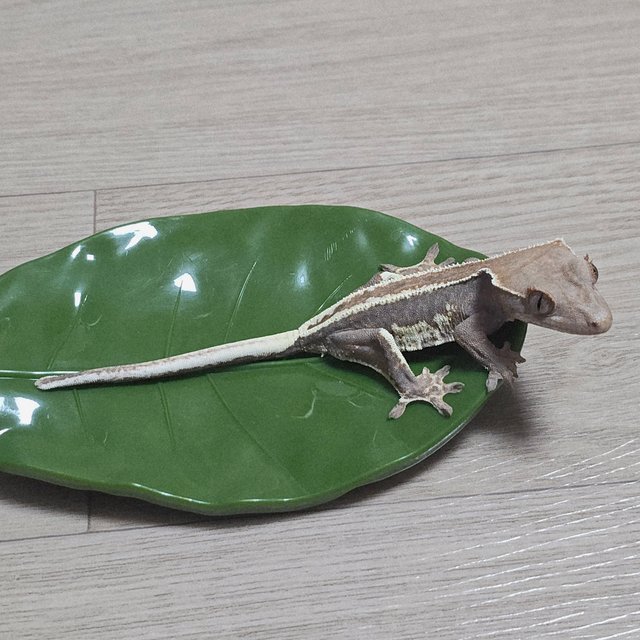 프라푸치노 100%헷아잔틱