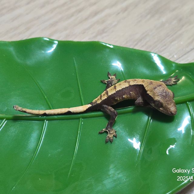 100%헷아잔틱