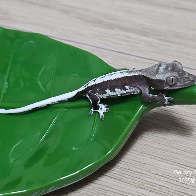 릴잔틱