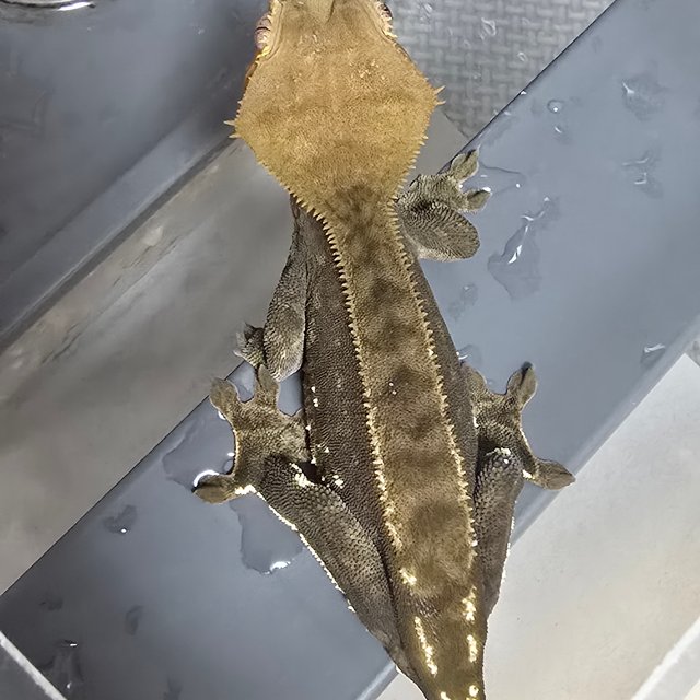 챠콜 화이트포트홀