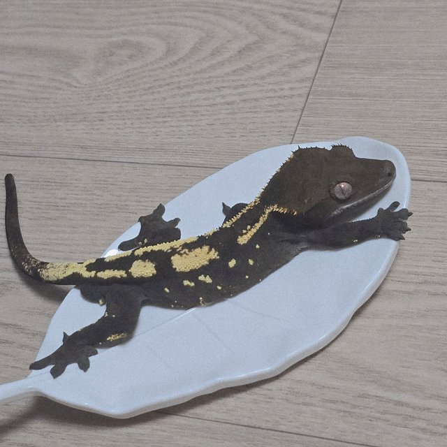 세이블 100%헷아잔틱 다크