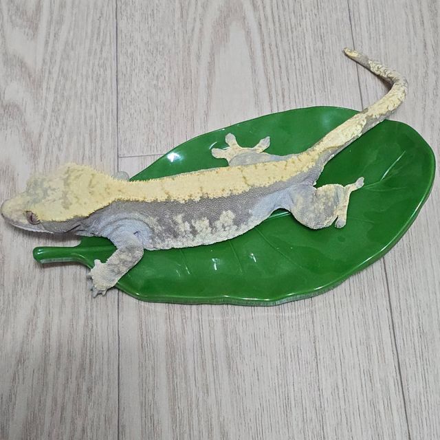 하이포