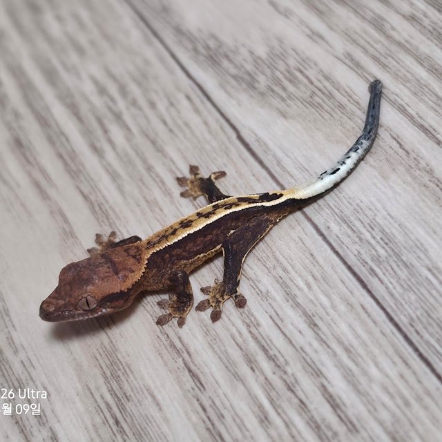 100%헷아잔틱 노멀