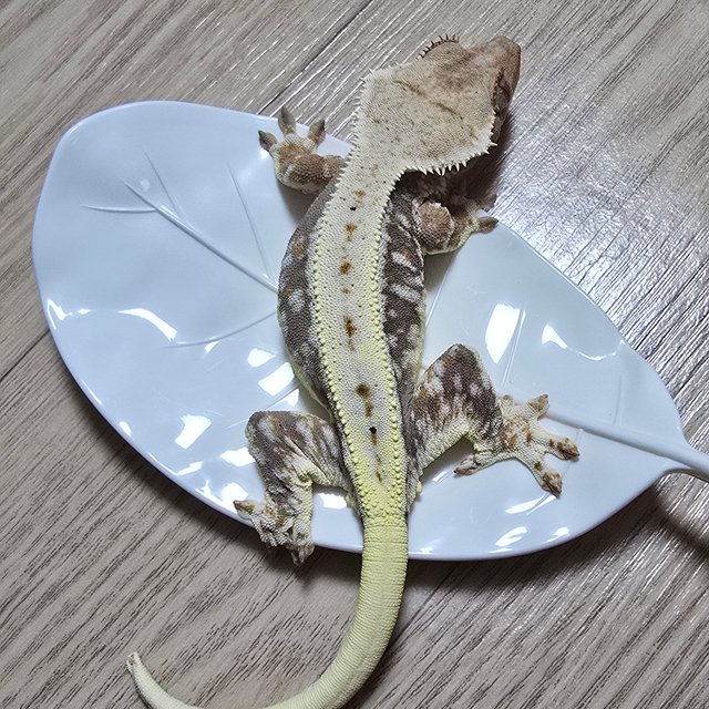 릴리100%헷아잔틱