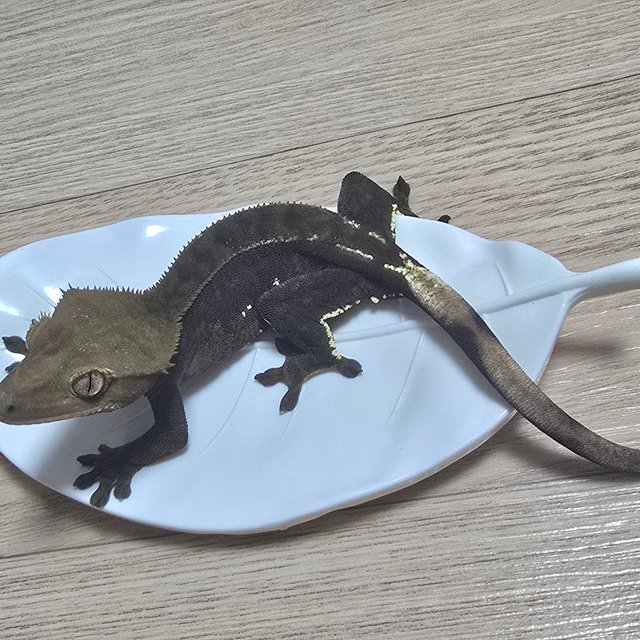 챠콜 화이트포트홀