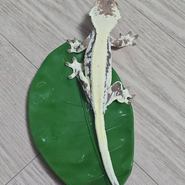 릴리 세이블