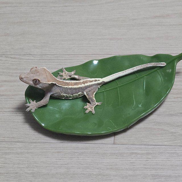 프라푸치노 100%헷아잔틱