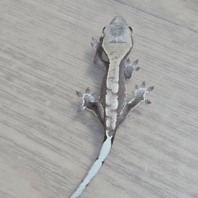 아잔틱