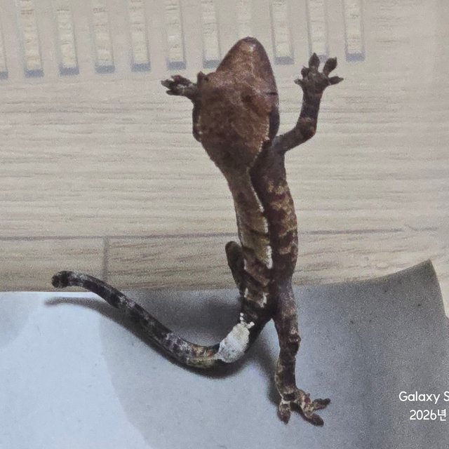 세이블 카푸치노