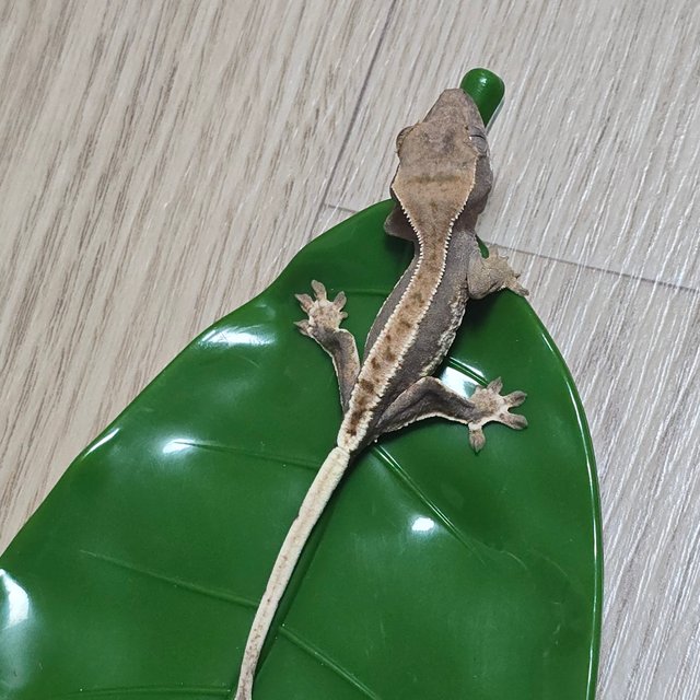 릴리100%헷아잔틱