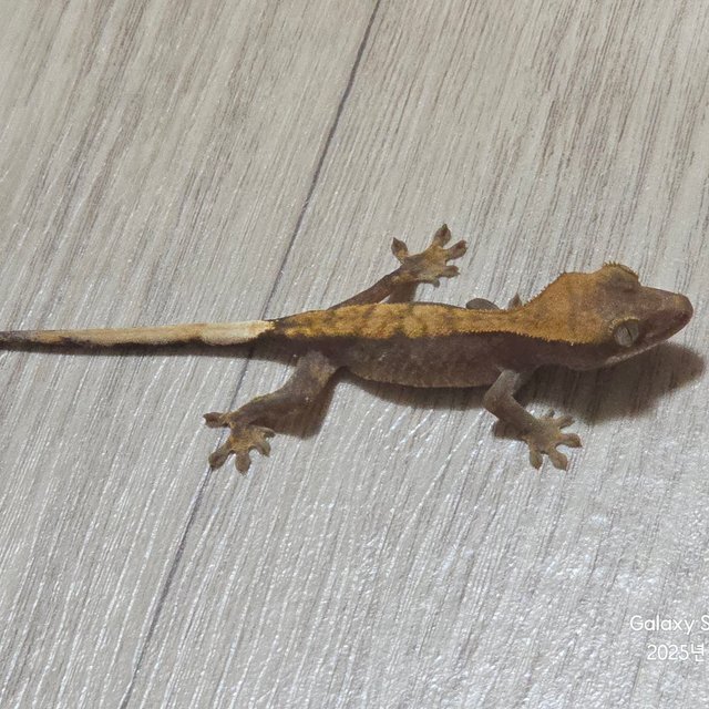 하이포