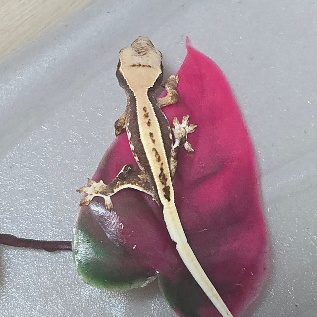 릴리100%헷아잔틱