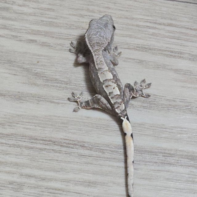 세이블
