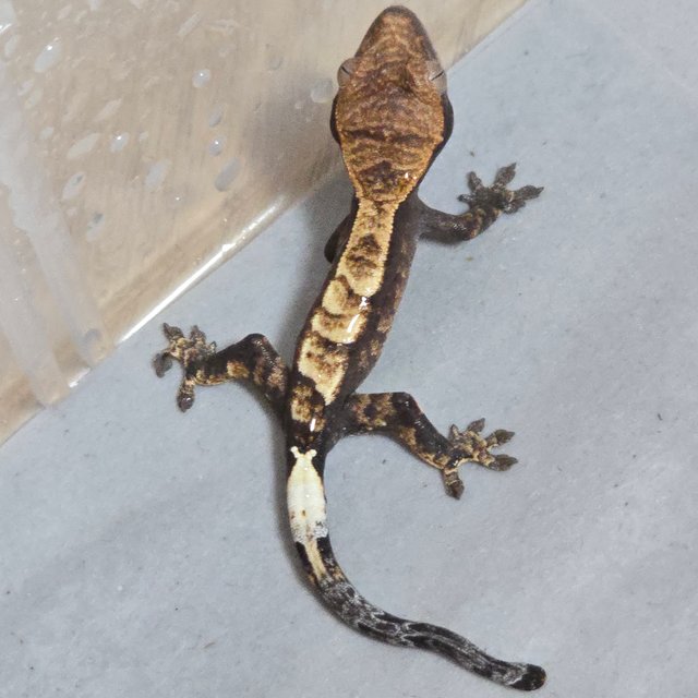 세이블 카푸치노 다크