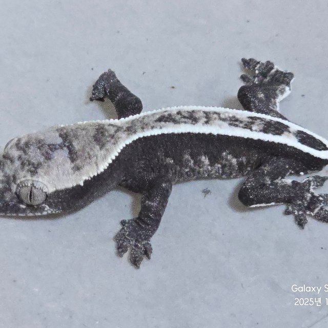 카푸치노 아잔틱 풀핀