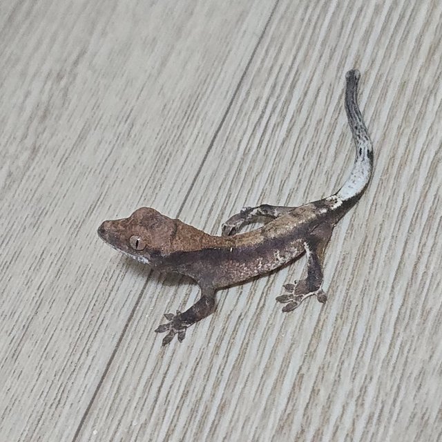 카푸치노 100%헷아잔틱