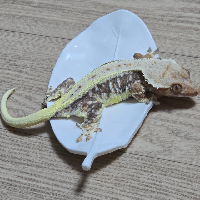 릴리100%헷아잔틱