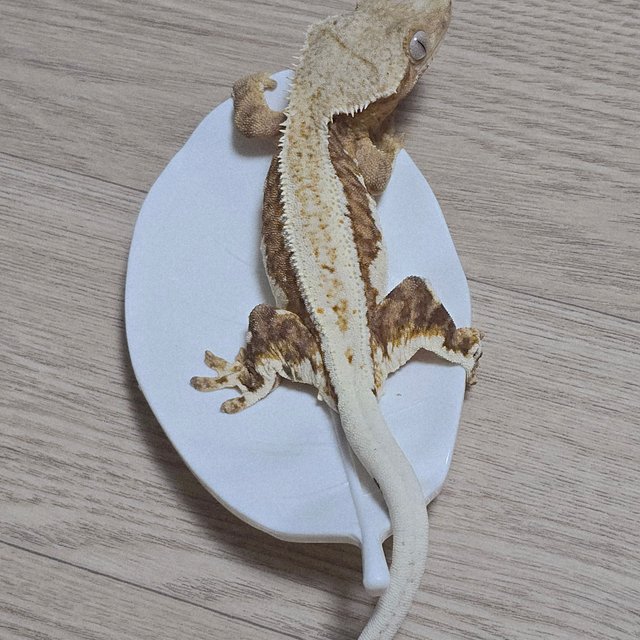 릴리100%헷아잔틱