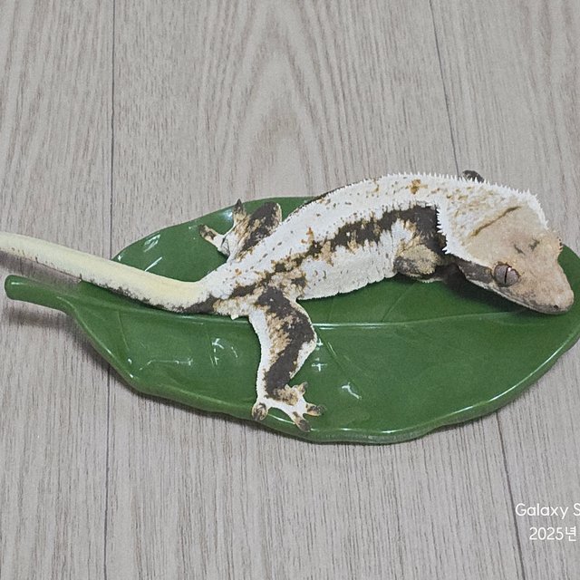 릴리100%헷아잔틱 RCK