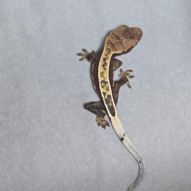 100%헷아잔틱 풀핀