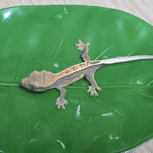 100%헷아잔틱 풀핀