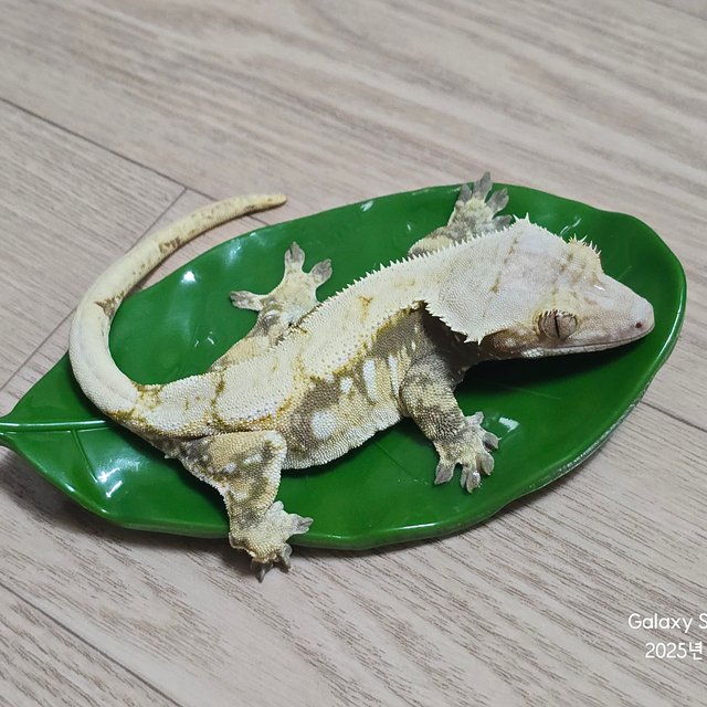 노멀 화이트포트홀