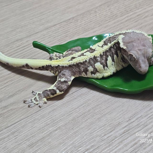 프라푸치노