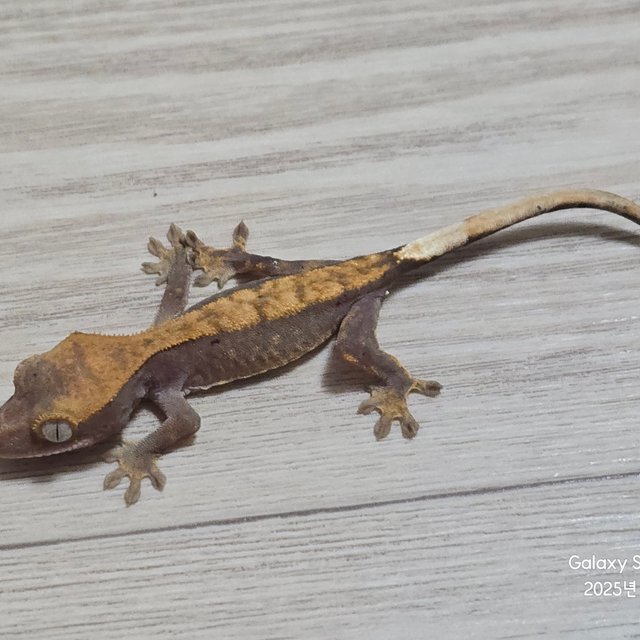 하이포