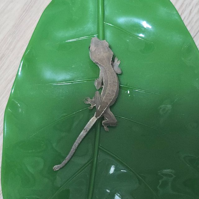 하이포