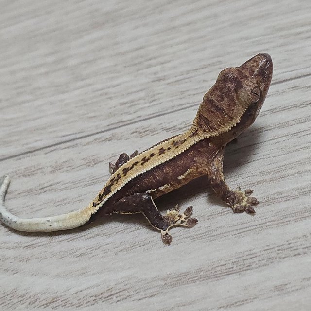 100%헷아잔틱 노멀 풀핀